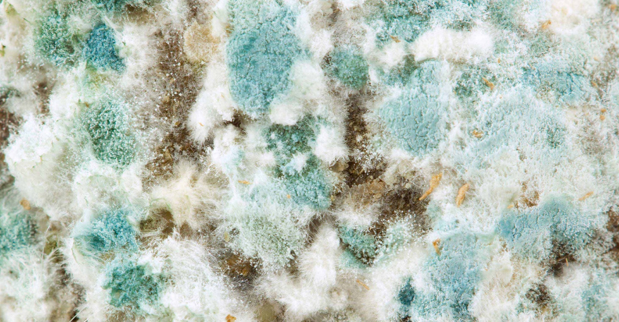 close up of green mold
