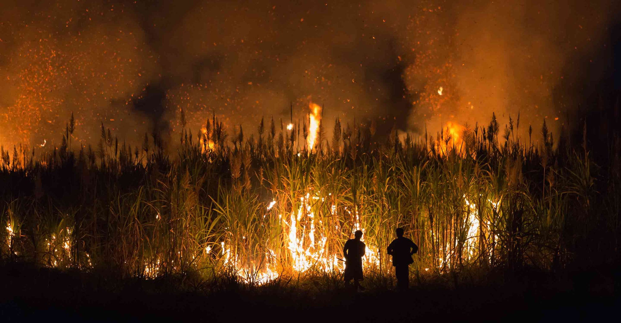 Sugarcane burned by farmer for pre-harvest in Thailand