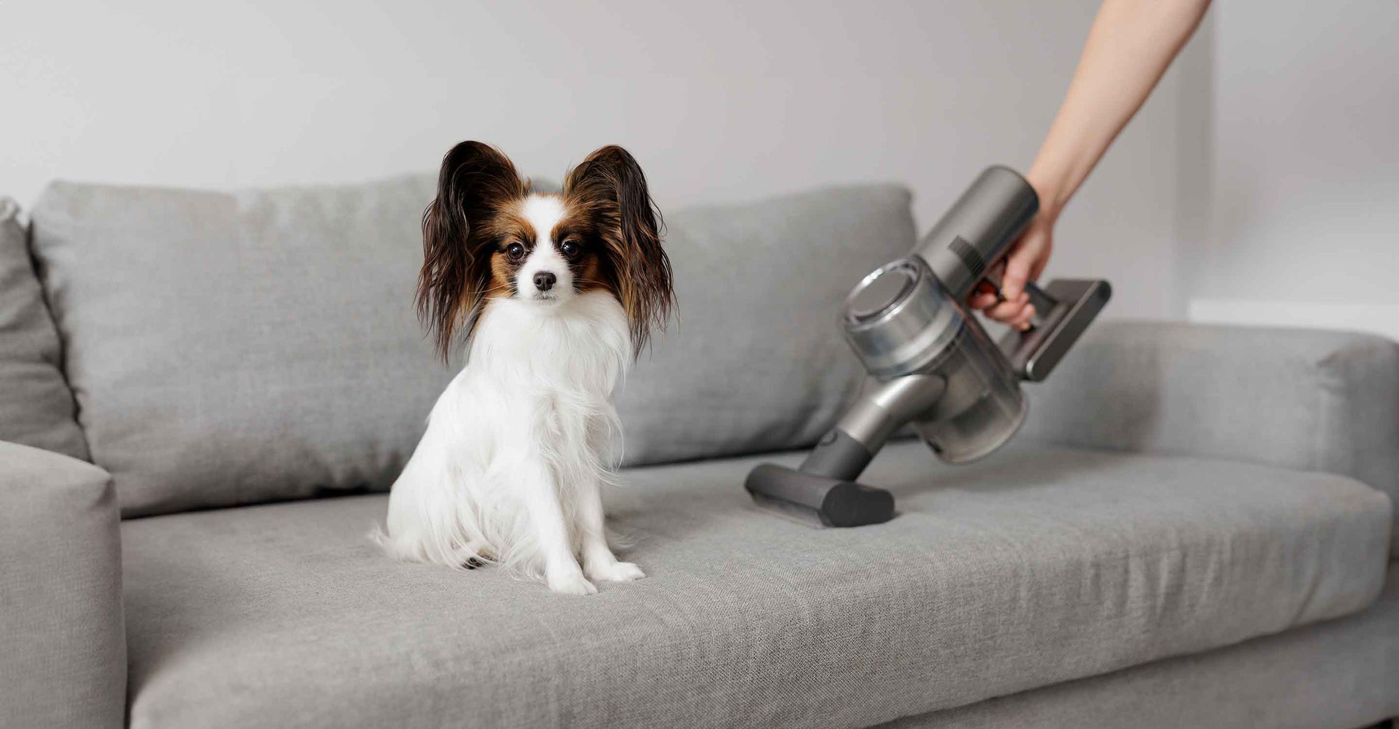 How Air Purifiers Can Alleviate Dog Allergies: The Key Facts