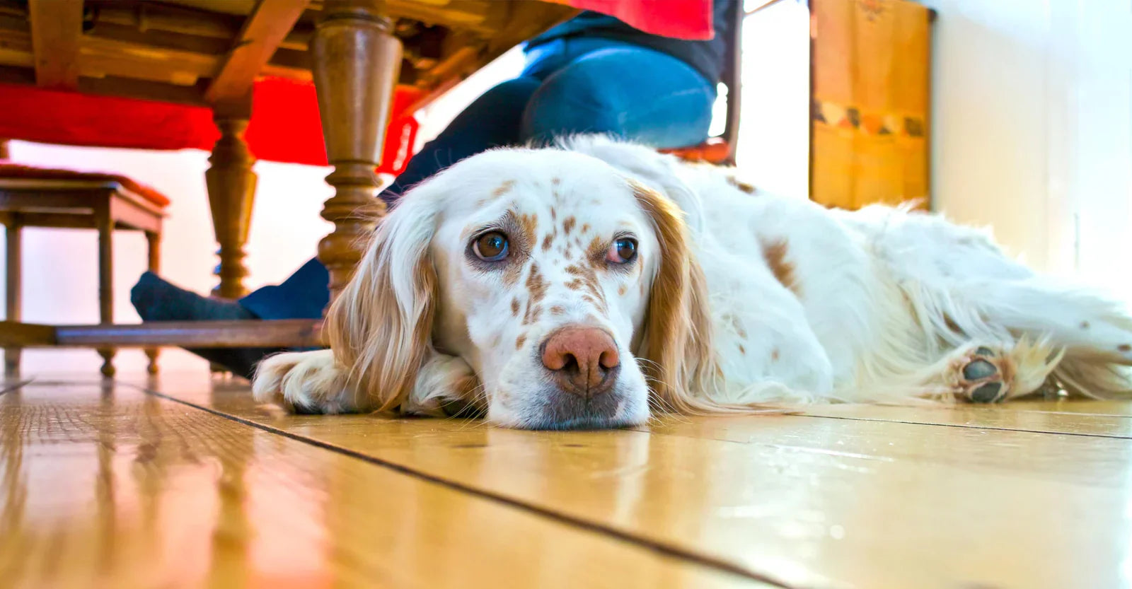 dog resting on floor