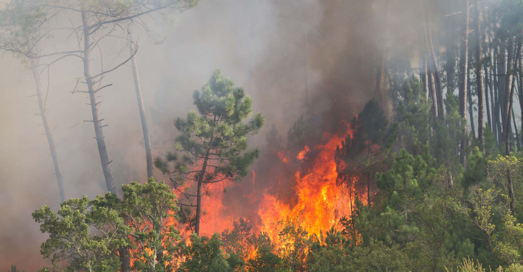 Fire burning trees